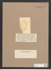Surirella tahitiana Castr. (de-Toni-Nr.: Genus 53, Species 2306) Zeichnungen Sammlung Grunow Nr. 4757 (NHMW-BOT-W0372873)